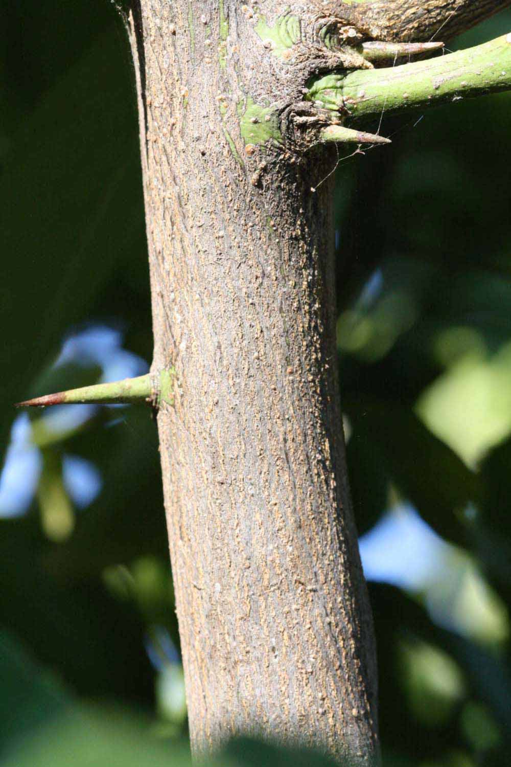              Second - third year twig (Riverside, CA)       